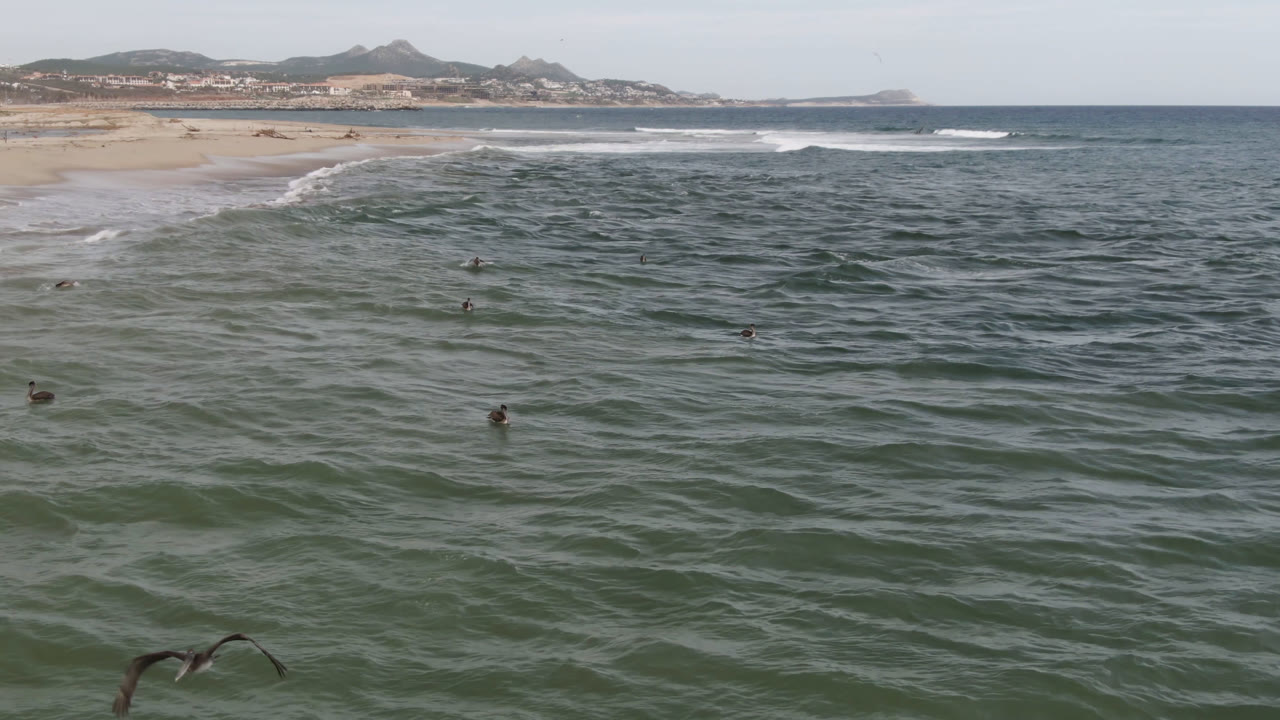 Birds fly over green-blue ocean water near the San Jose del Cabo shoreline, with a sandy beach at left, distant hills on the horizon, and no visible people.