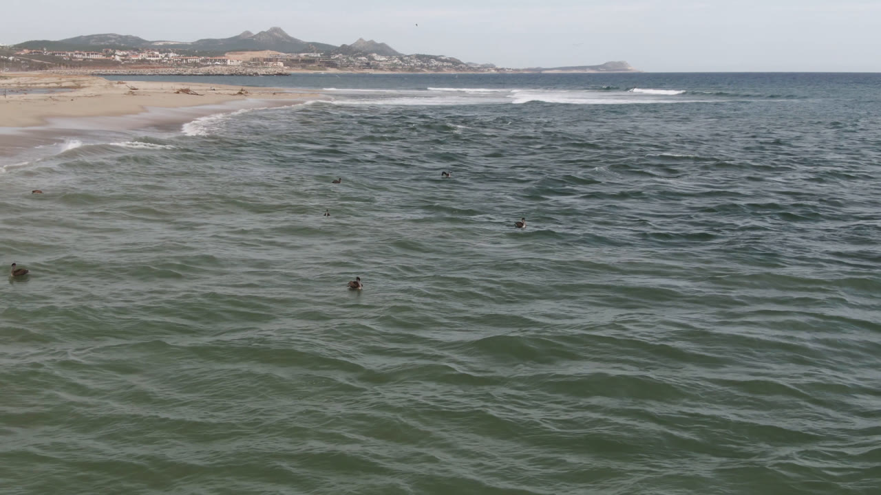 Several birds are spaced across the ocean surface off San Jose del Cabo, with white surf near the beach and muted hills beyond the shoreline, and no visible people.