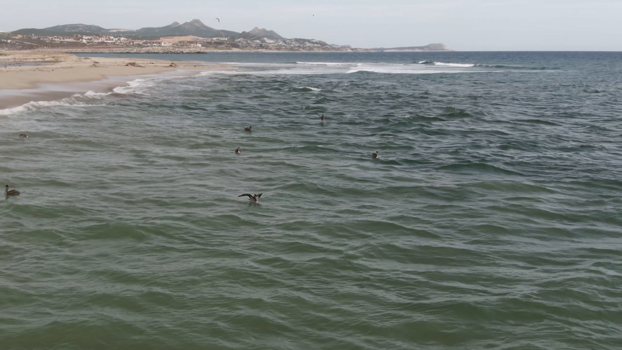 Birds scattered above ocean water with beach, surf, and hills beyond