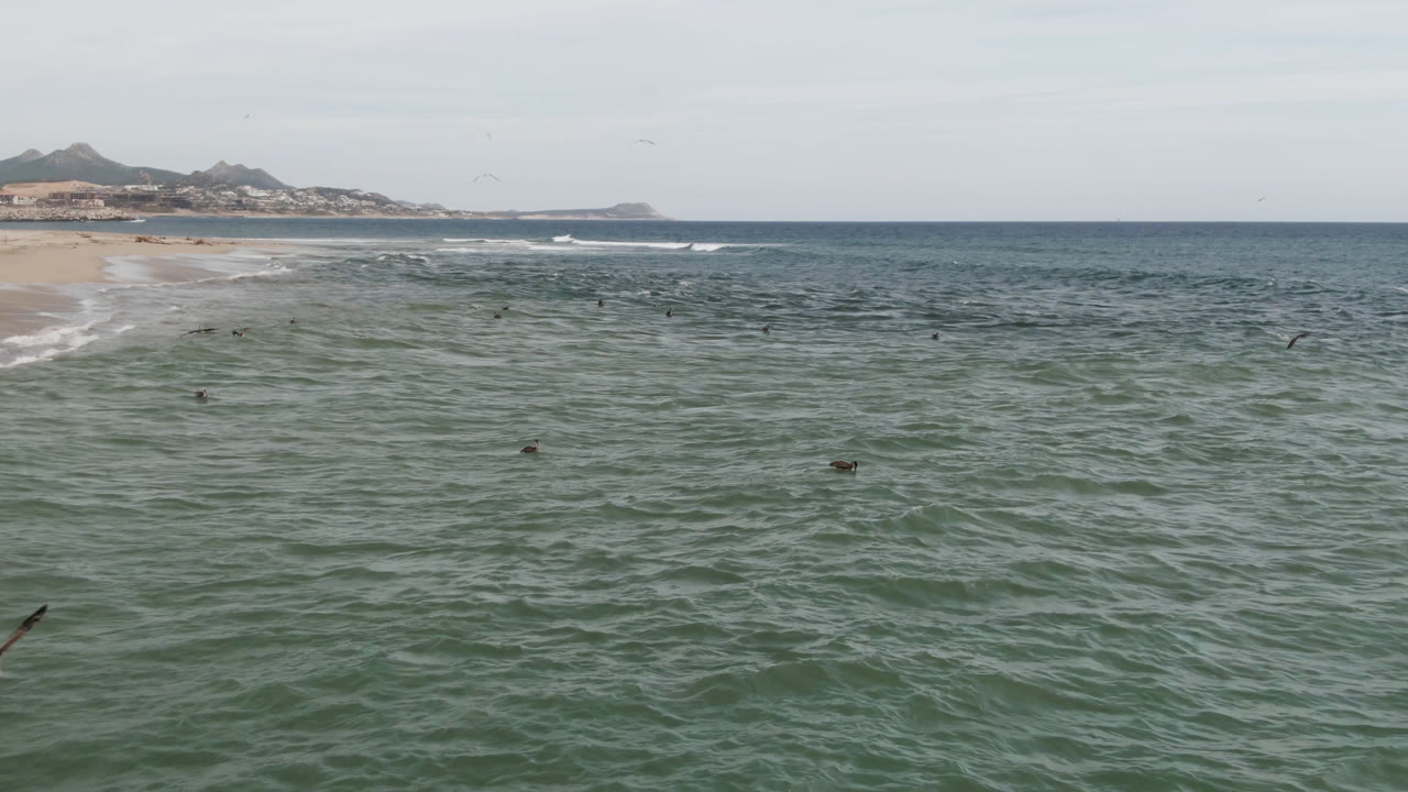 Birds fly low over green-blue water near a sandy beach in San Jose del Cabo, Baja California Sur, with distant hills and no visible people.