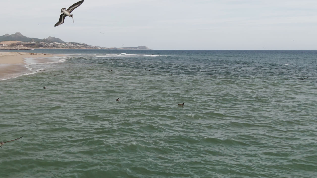 A bird passes near the top of the frame above the San Jose del Cabo shoreline, with rippled ocean below and no visible people.