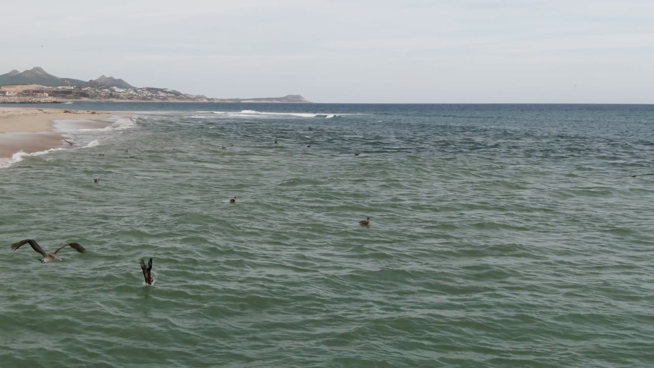 Open ocean and beach with several birds low over the water.