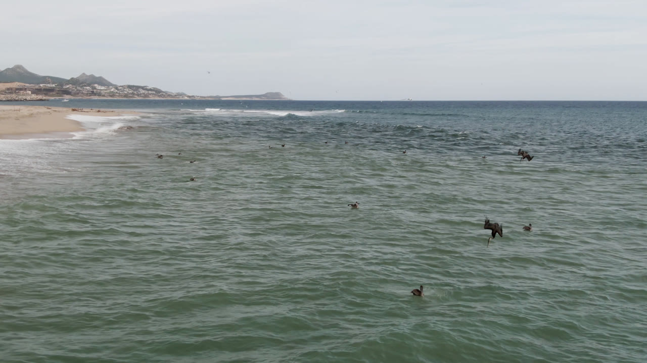 At 0:00 in San Jose Del Cabo, birds appear over rippled green-blue water while small waves reach the sandy beach at left, with no visible people.