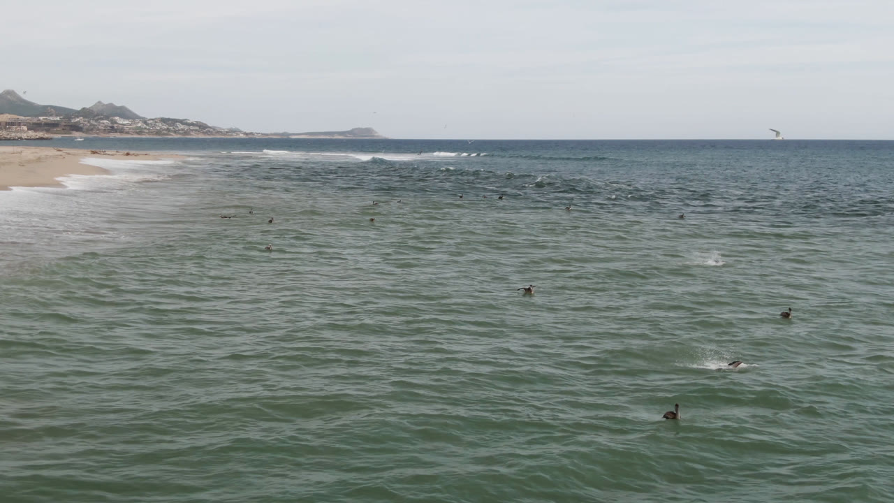 At 0:01 in San Jose Del Cabo, the camera view holds mostly open ocean, with small birds spread across the water and the sandy shoreline receding along the left side, with no visible people.