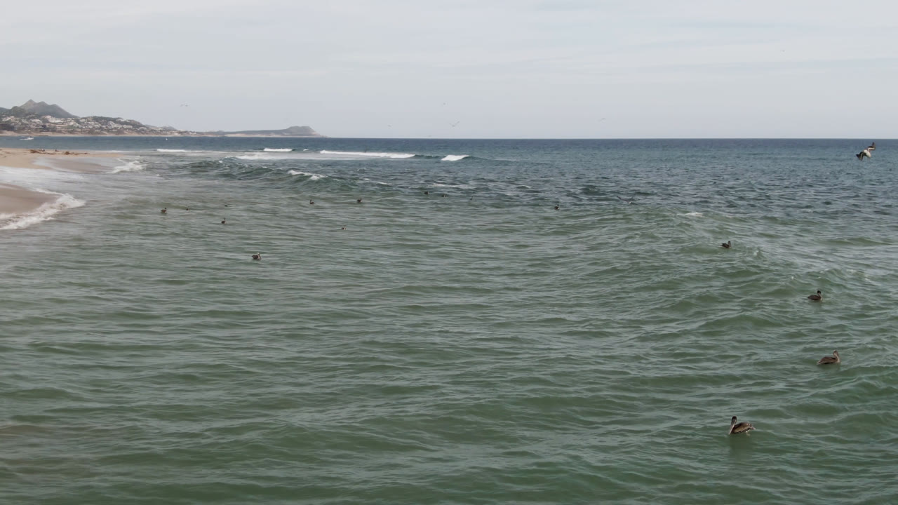 Wide view of green Pacific water near San Jose del Cabo, with small swimmers spread across the surf and a sandy beach curving into the distance.