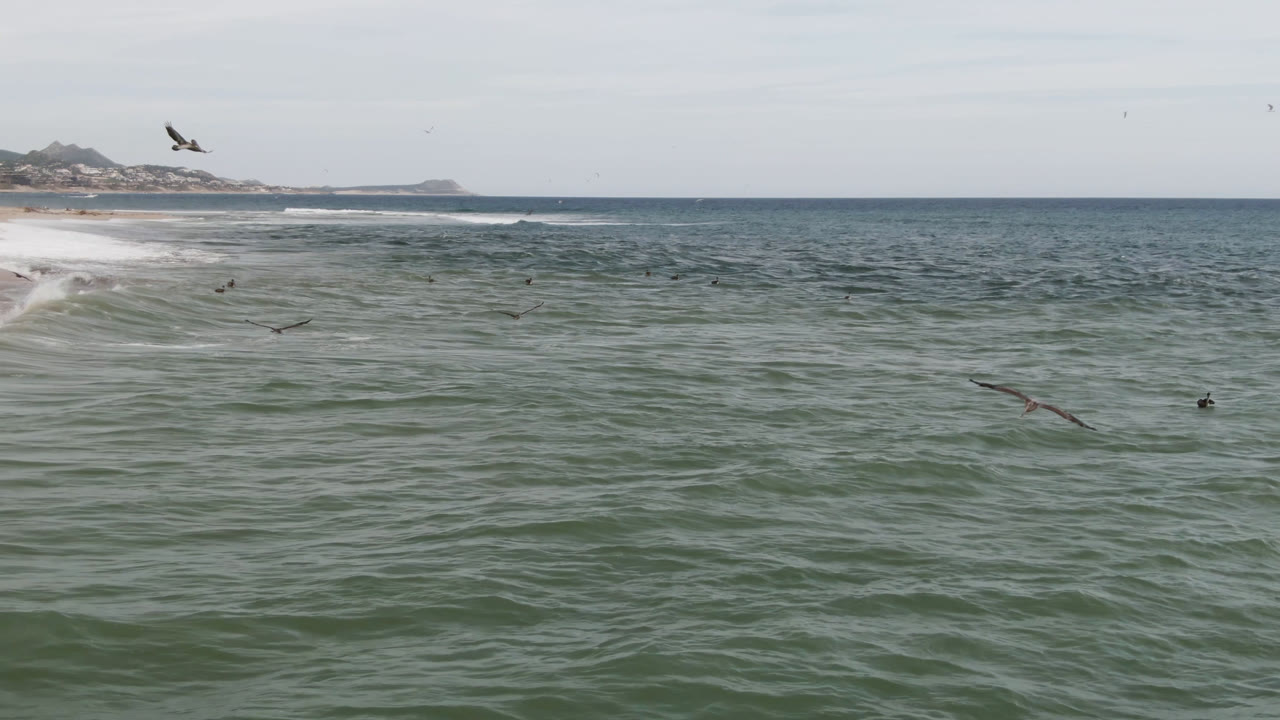San Jose del Cabo surf scene with a bird high over the water, several smaller birds near the surface, distant surfers along the wave line, and sandy shoreline receding toward low hills.