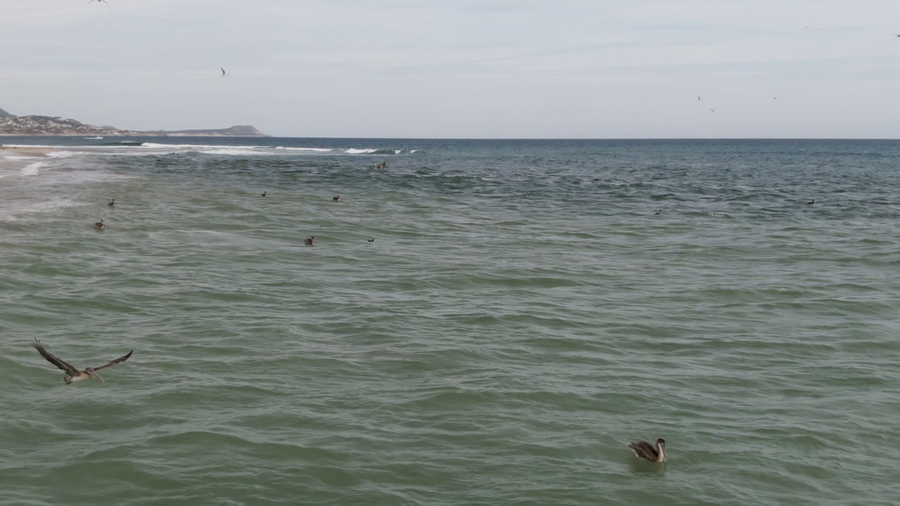 Ocean off San Jose del Cabo with a seabird gliding low over green water, small swimmers farther back, breaking waves near the horizon, and pale sky above.