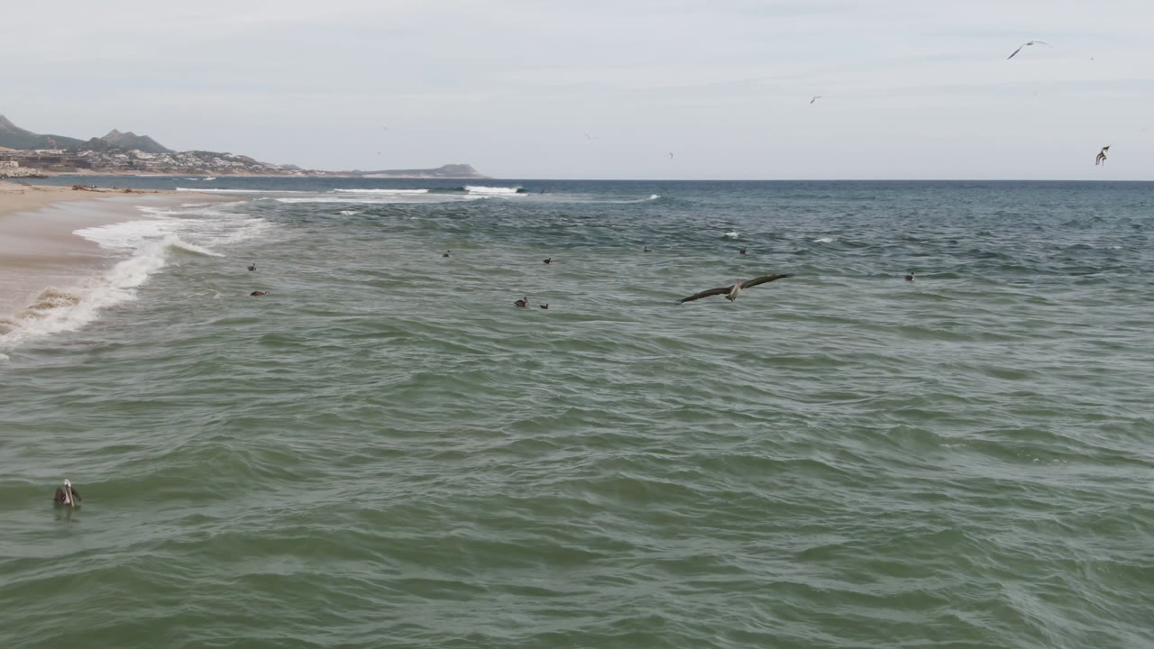Wide view of seabirds over green-blue ocean near San Jose del Cabo, with sandy beach at left, distant rocky coastline, pale sky, and no visible people.