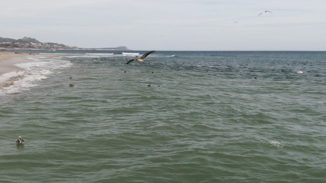 A low-flying bird crosses the center of the frame over choppy ocean near San Jose del Cabo, with surf along the left shoreline and no visible people.