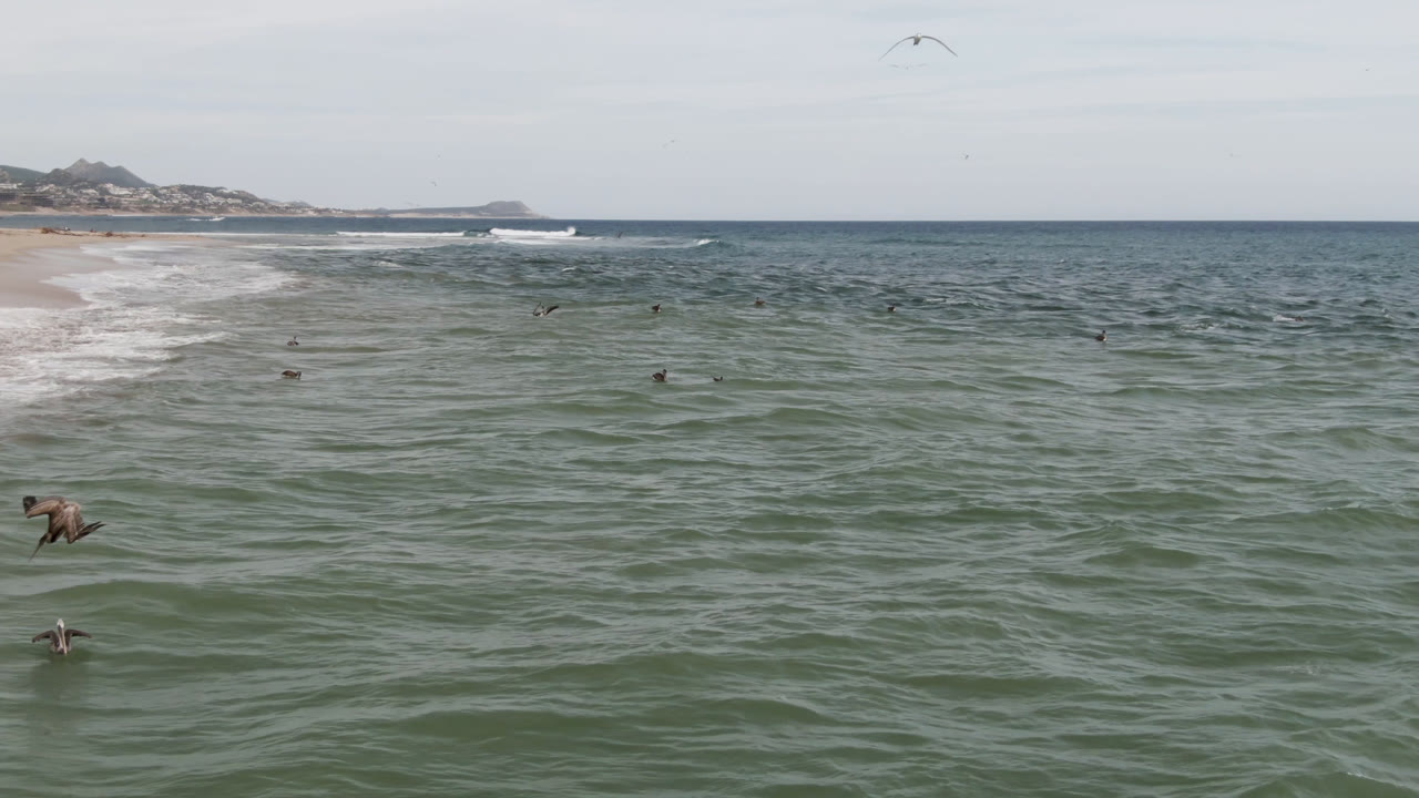 Seabirds scattered over open water with beach and coastline behind.