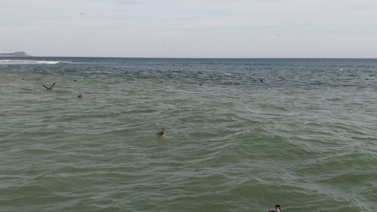 Wide view of birds scattered across the ocean at San Jose del Cabo, Baja California Sur, with low waves, a distant horizon, pale sky, and no visible people.