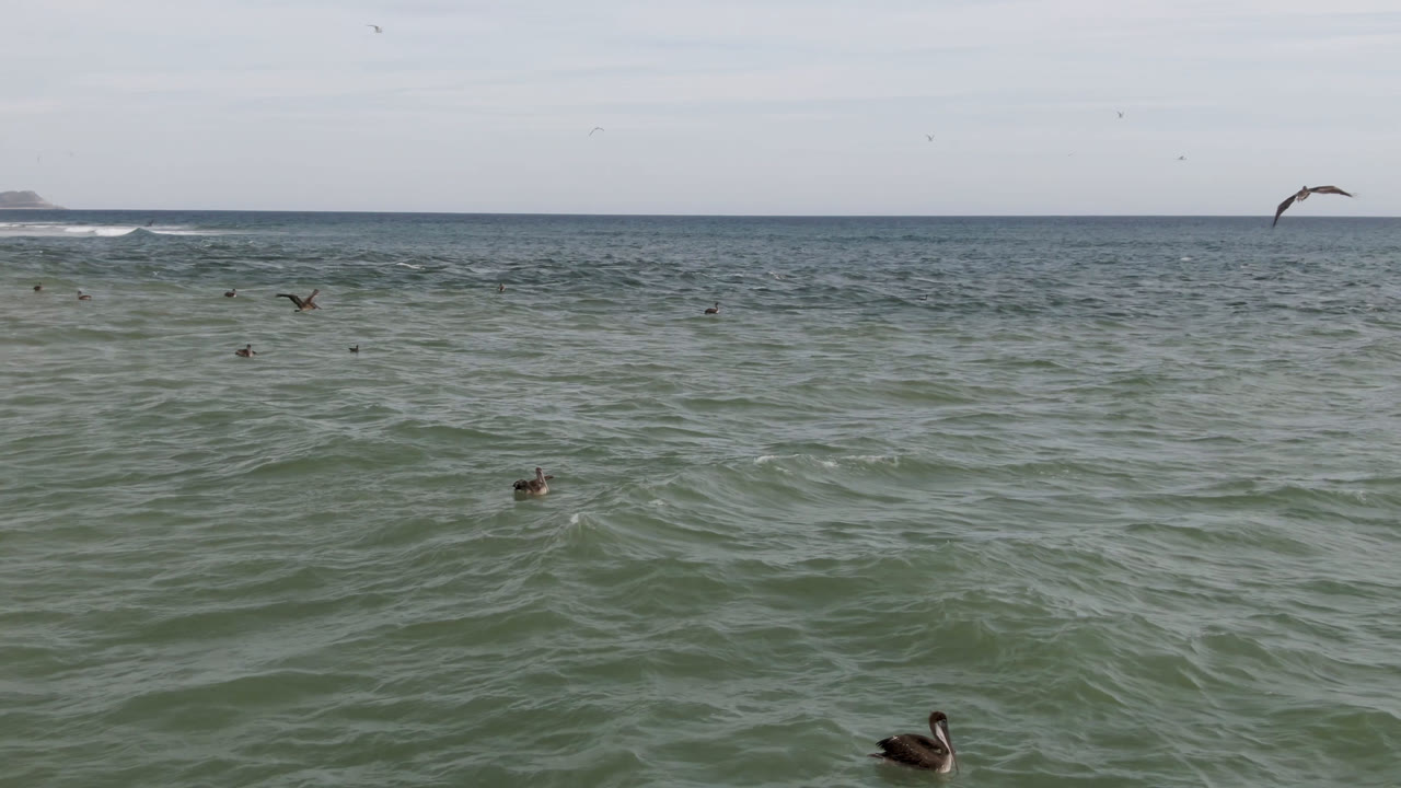 Ocean birds sit low on the water in San Jose del Cabo, with rippled green surf, a flat horizon, a faint distant landform, pale daylight, and no visible people.