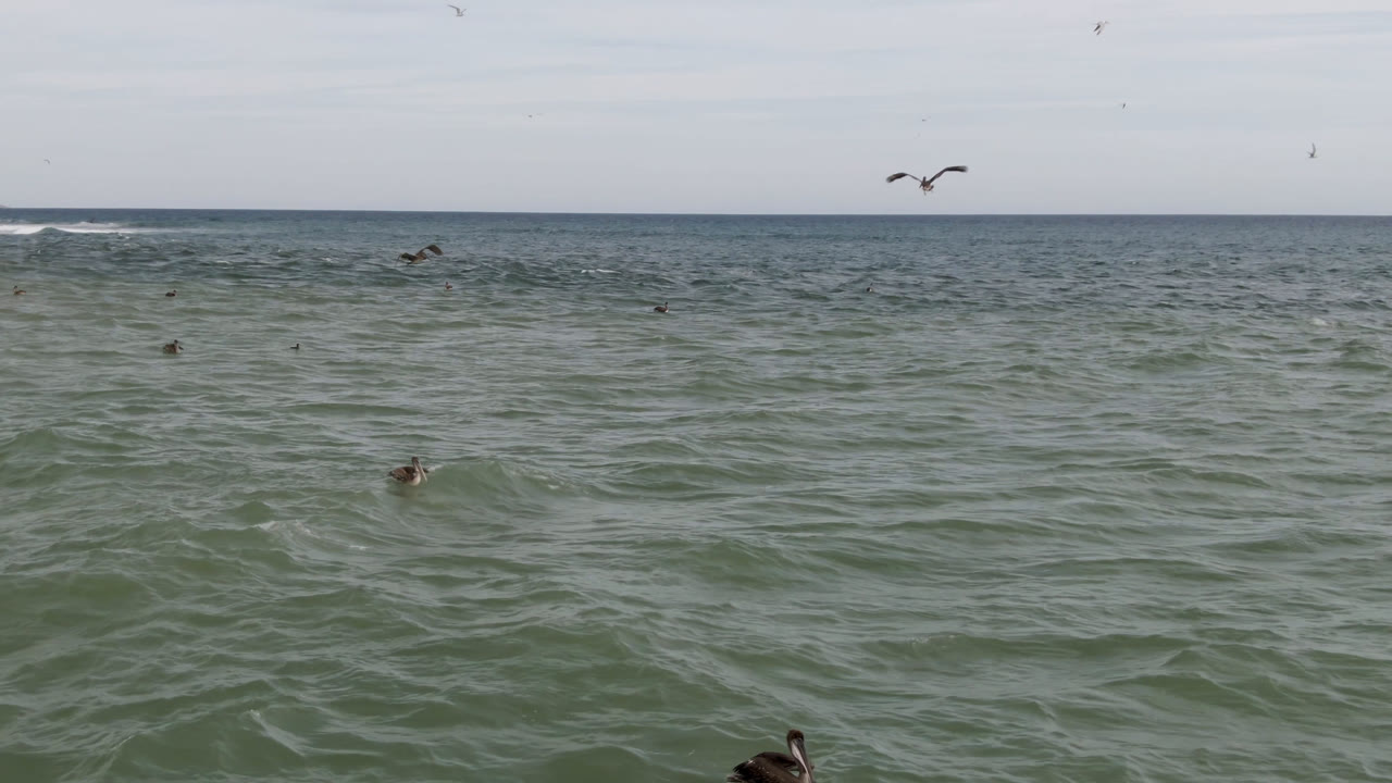 Several birds over open ocean with one larger bird crossing the upper sky.