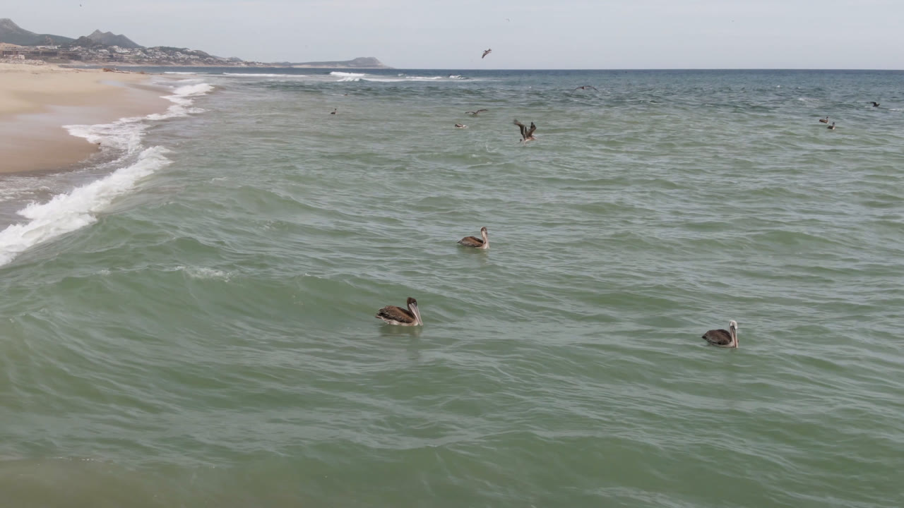 Opening frame in San Jose del Cabo shows birds on green-blue ocean water, surf washing the sandy beach at left, distant hills on the horizon, and no visible people.