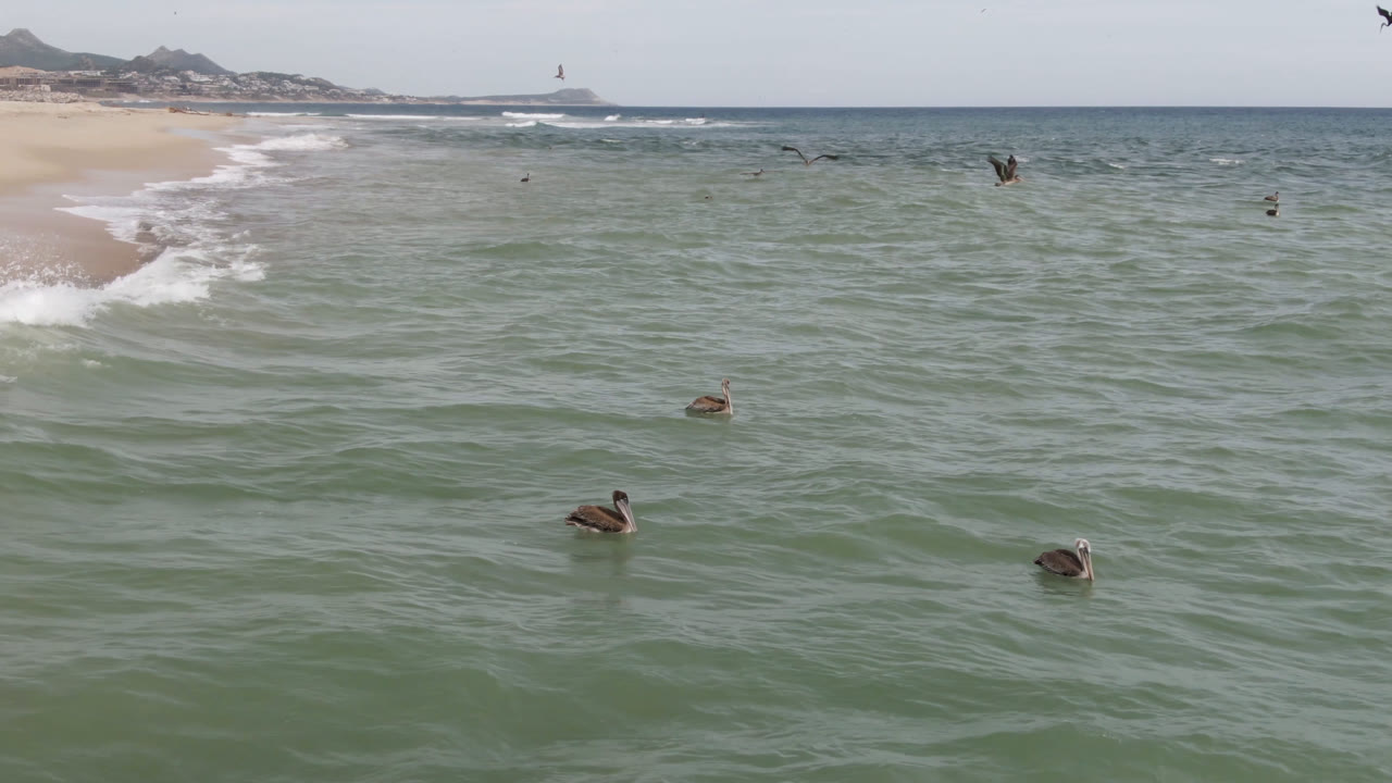 At 0:01 in San Jose del Cabo, birds drift across rippled ocean water while a white wave line curves along the beach, with no visible people.