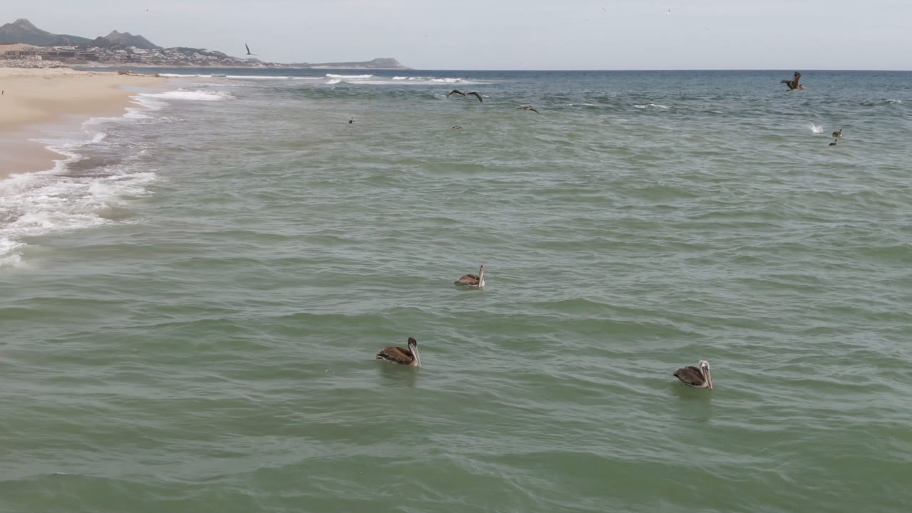 At 0:02 in San Jose del Cabo, a few birds remain visible on the water and in the air as the surf line advances along the left beach, with no visible people.