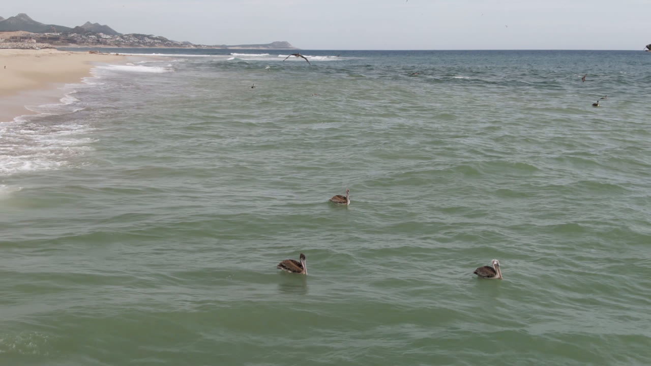 Ocean surface with birds and beach at left under bright daylight.