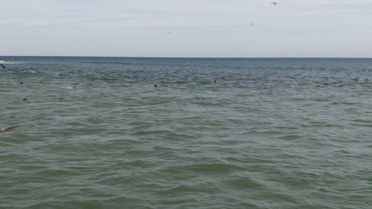 Wide view of rippled ocean water off San Jose del Cabo with small birds scattered above the sea and no visible people.