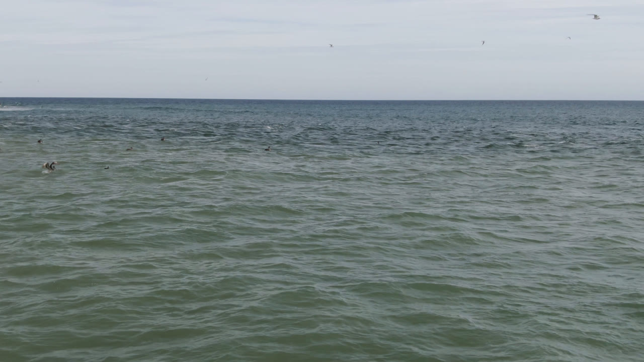 Open green-blue water in San Jose del Cabo with several birds flying low across the midground beneath a pale cloudy sky and no visible people.