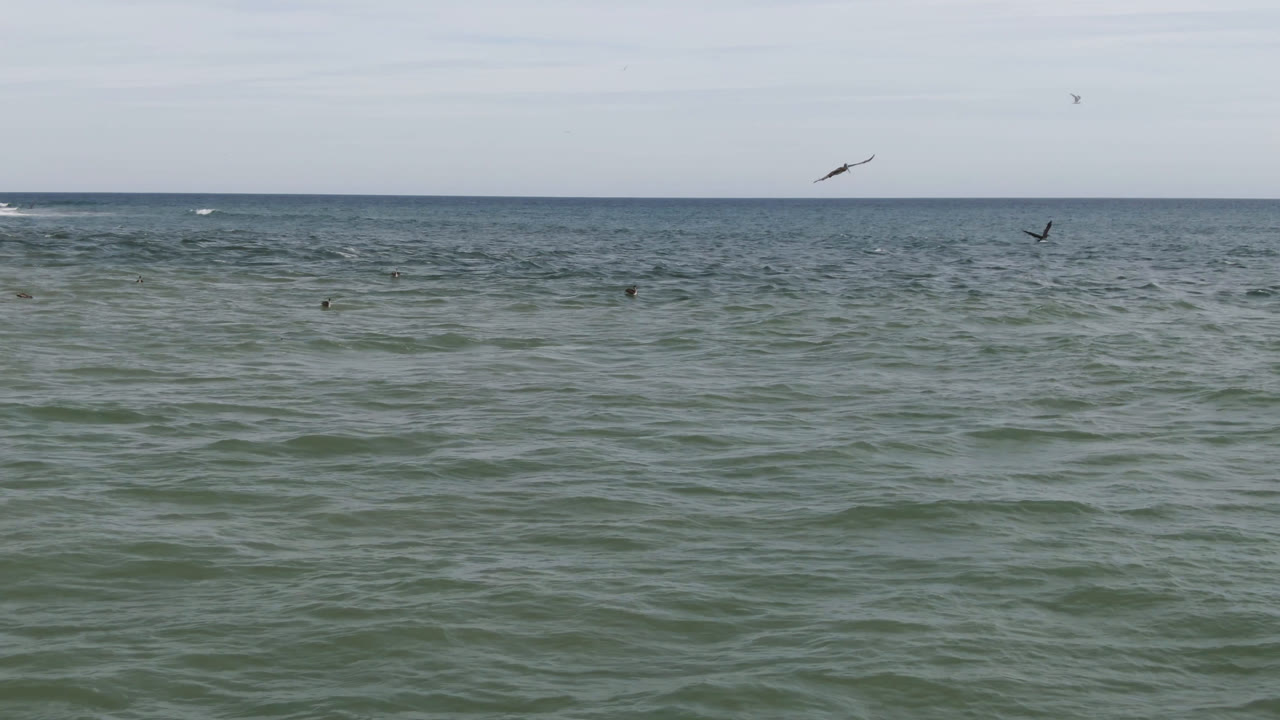 Wide view of green-blue ocean off San Jose del Cabo with scattered birds on the water, a few birds in the sky, a pale horizon, and no visible people.