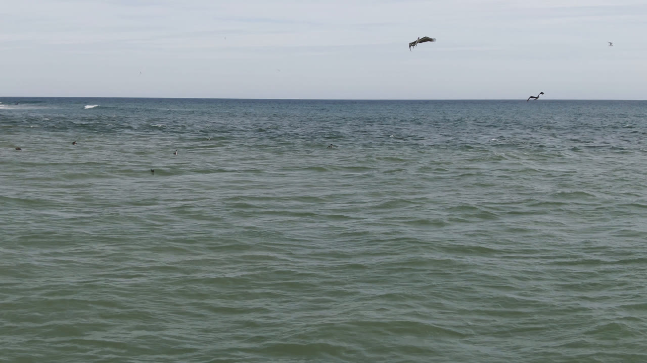 Mid-clip ocean view in San Jose del Cabo showing scattered dark birds on choppy water, small whitecaps near the horizon, and no visible people.
