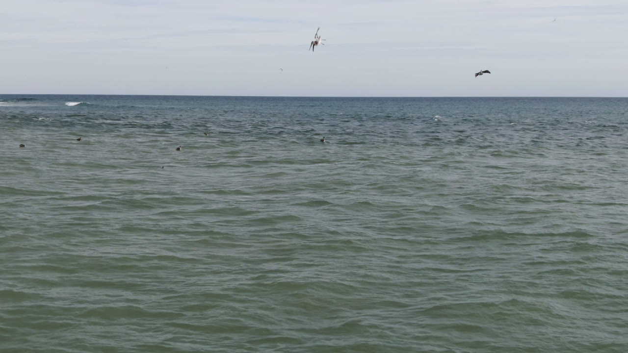 Wide sea horizon with several birds flying over scattered birds on the water.