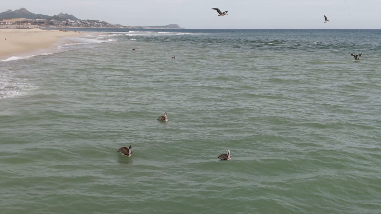 Seabirds fly and float over green ocean water at a San Jose del Cabo beach, with pale surf, distant hills, and no visible people.
