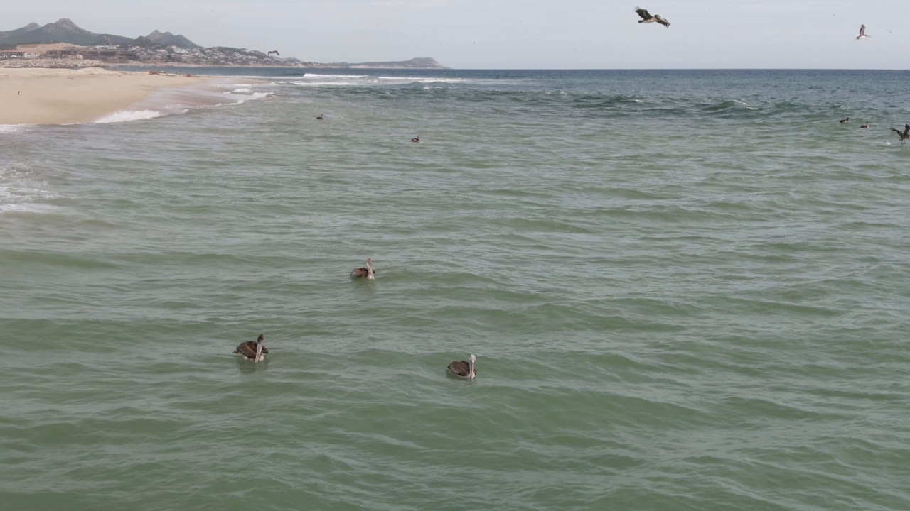 Several birds sit low on the rippled water while another passes near the top of frame at San Jose del Cabo, with beach and hills behind and no visible people.
