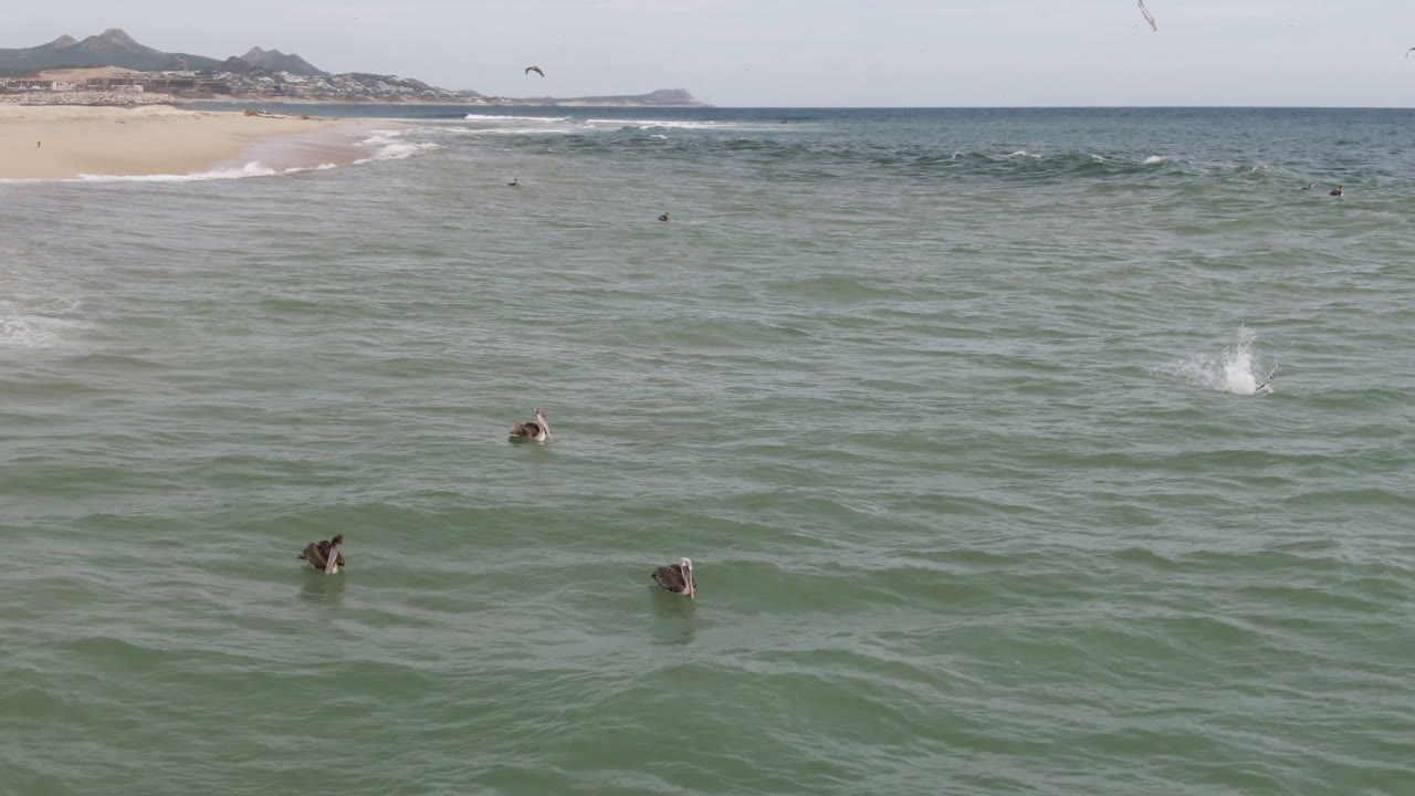 Seabirds scattered across ocean water beside a sandy shoreline.