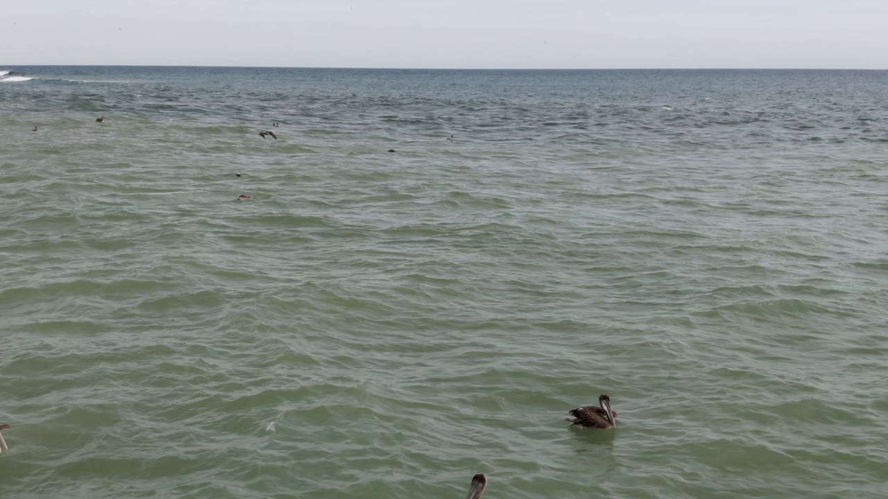 Wide view of ducks floating on green-blue ocean water in San Jose del Cabo, Baja California Sur, Mexico, with distant birds near the horizon and no visible people.