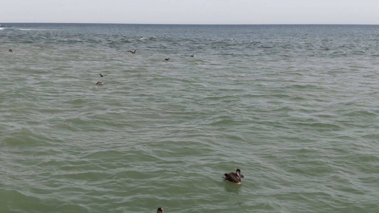 Ducks remain spaced across the foreground water in San Jose del Cabo, with low ocean chop, a level horizon, scattered distant birds, and no visible people.