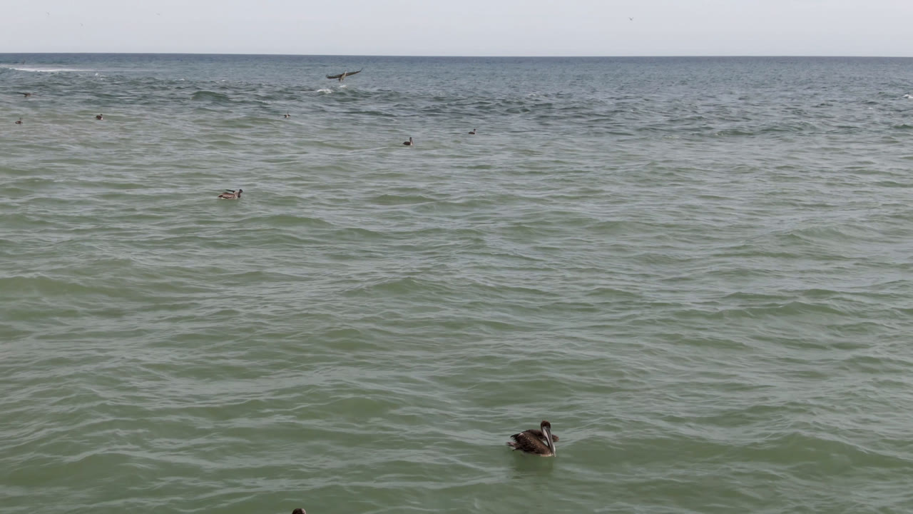 Ducks drift near the bottom of a wide ocean frame.