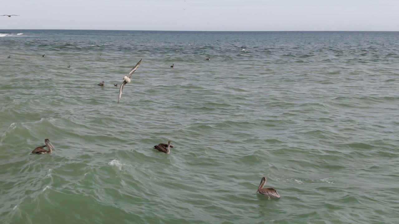 Wide ocean surface with seabirds on the water and a level horizon.