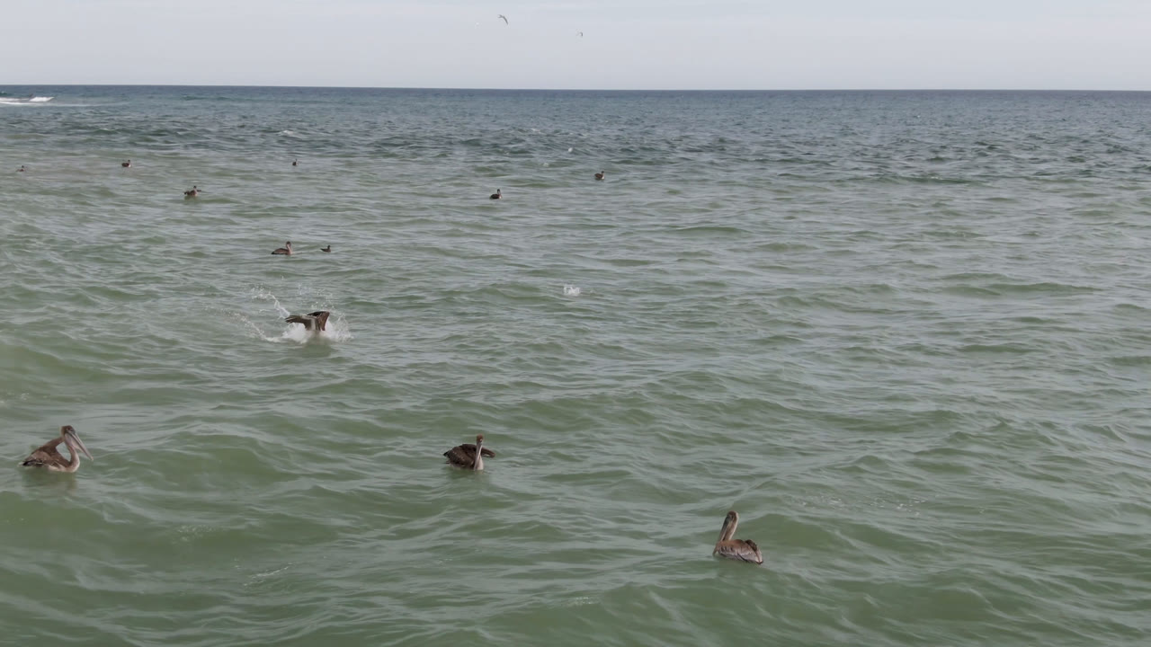Aerial ocean frame in San Jose del Cabo, Mexico, showing seabirds dotted across the midground, soft ripples in the water, and small white breaks near the horizon, no visible people.