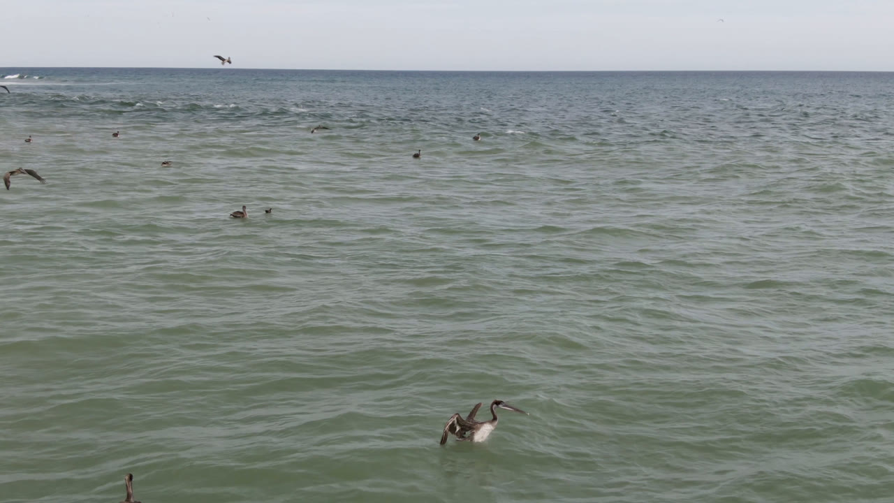 Wide view of seabirds spread across green-gray ocean water in San Jose del Cabo, Mexico, with a pale sky and no visible people.