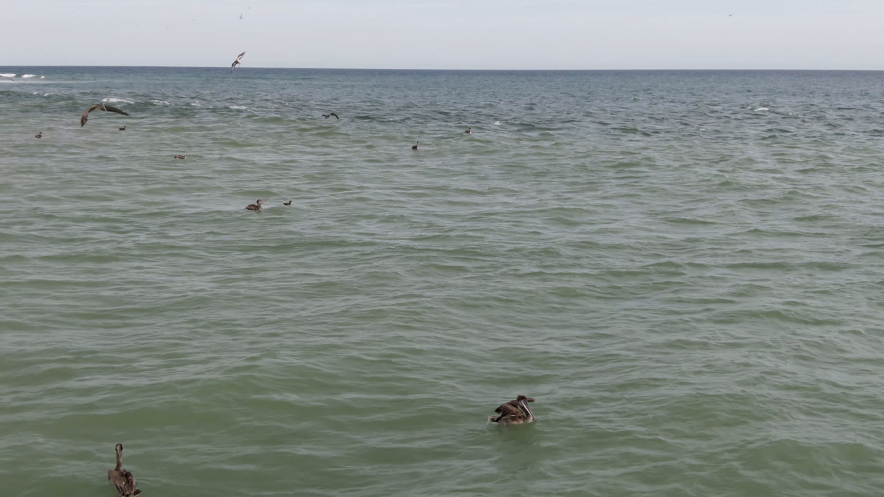 Seabirds dot the rippled water off San Jose del Cabo, Mexico, with one bird flying near the horizon and no visible people.