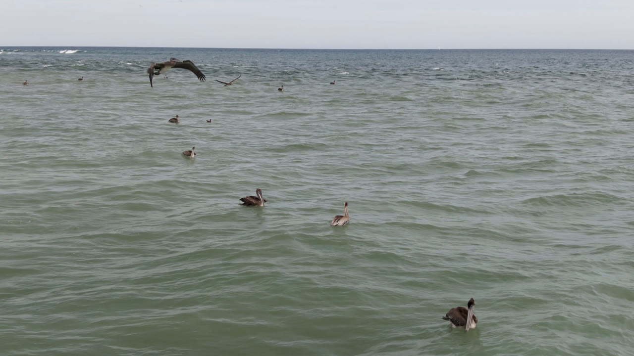 Wide view of seabirds scattered across the ocean off San Jose del Cabo, Mexico, with a pale sky, distant horizon, and no visible people.