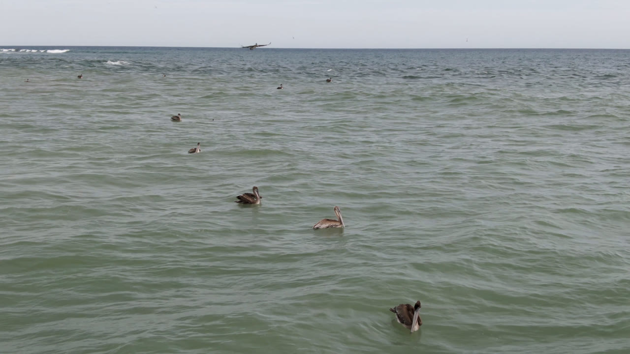 Seabirds sit farther apart on rippled water in San Jose del Cabo, Mexico, with the horizon high in frame and no visible people.