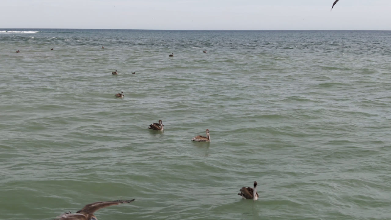 Ocean surface with scattered seabirds and one bird near the lower edge.