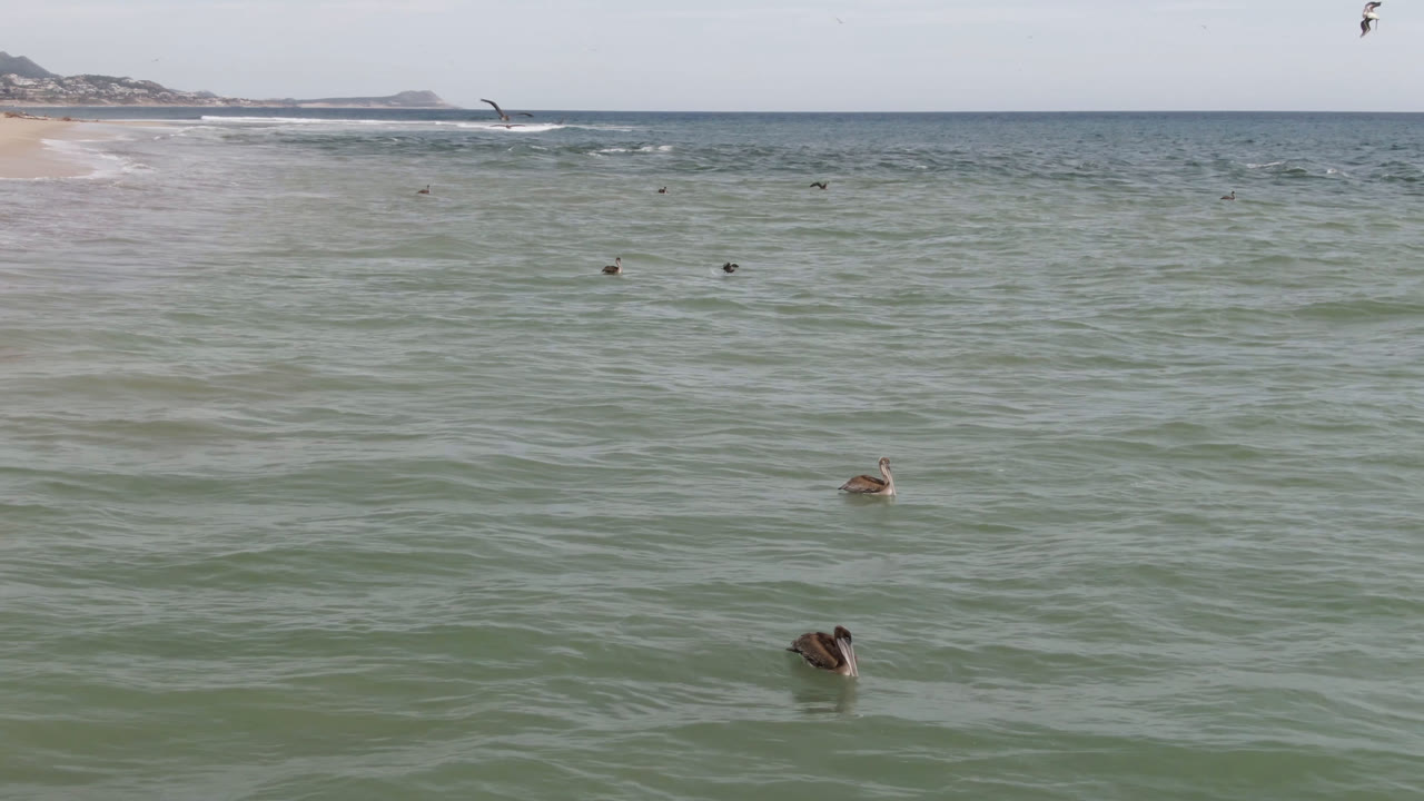 Ducks float in green-blue ocean water near the sandy shore in San Jose del Cabo, with distant surf and no visible people at the start of the clip.