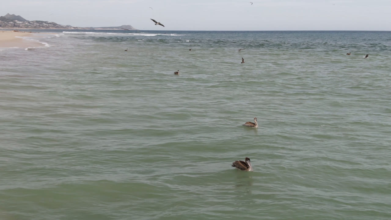 A duck sits in the lower foreground while smaller ducks dot the midground water off San Jose del Cabo, with seabirds crossing the bright sky and no visible people.