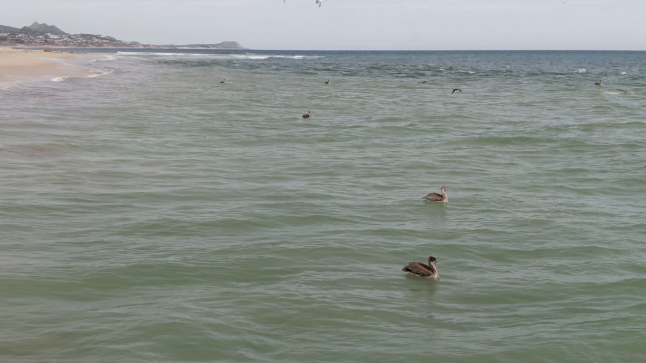 Two ducks floating on rippled ocean water near shore