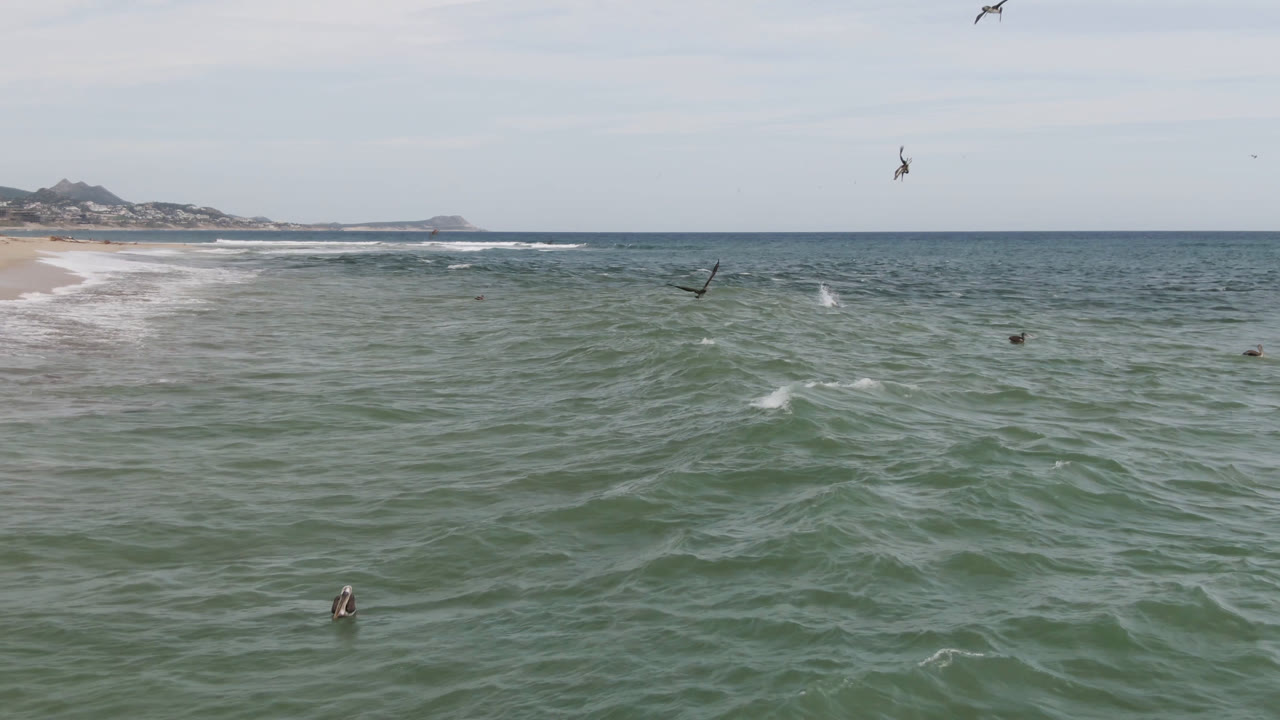 Aerial view over green-blue water in San Jose del Cabo, with sandy beach at left, distant coastline, birds overhead, and tiny surfers in the water.