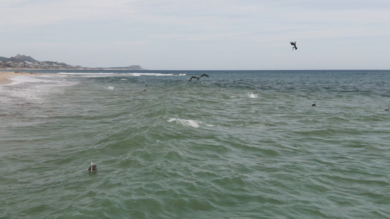 Wide aerial frame in San Jose del Cabo showing textured ocean, a pale horizon, small surfers spread across the water, and birds flying above the surf line.