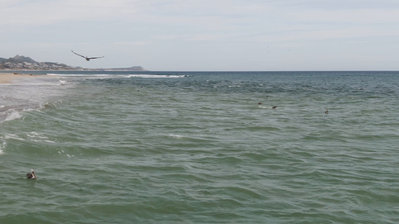 Bird gliding over waves near a beach with distant surfers in the water.