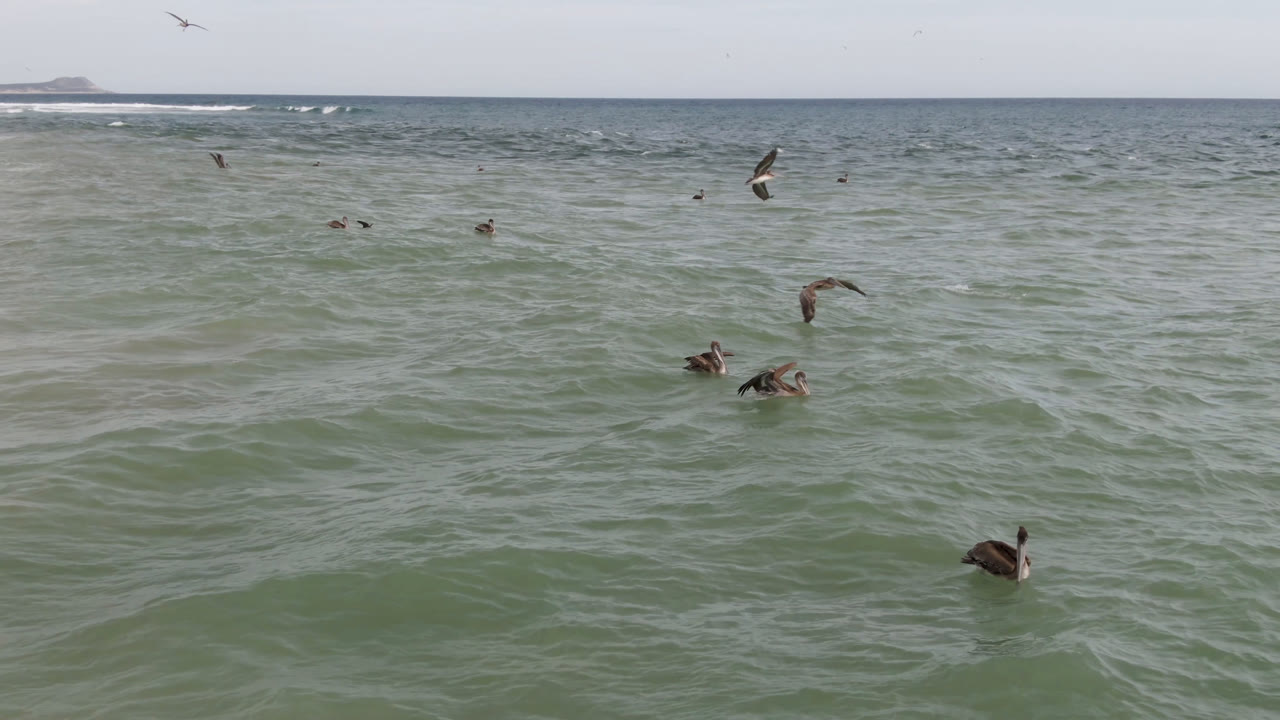 Several birds fly and float over green ocean water near the San Jose del Cabo shoreline, with soft surf in the distance and no visible people.