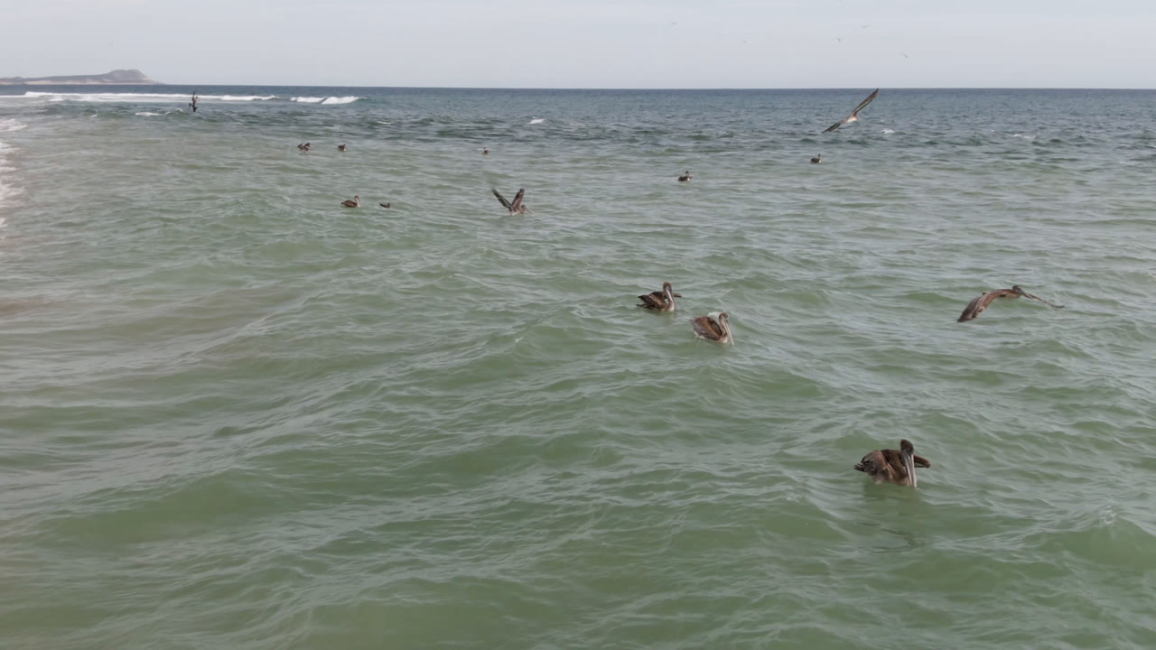 Birds are spread across the San Jose del Cabo ocean surface as a pale band of surf breaks behind them, with no visible people in frame.