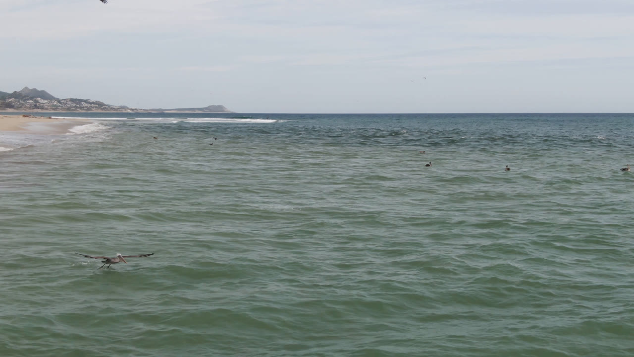 Birds fly low over green-blue water near a sandy San Jose del Cabo shoreline, with pale sky, distant rocky coast, and no visible people.