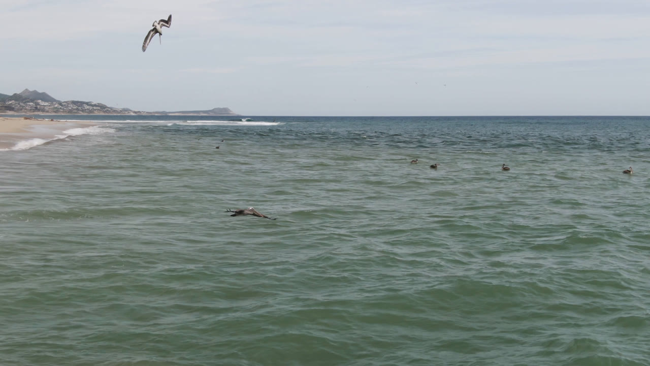 A wider patch of San Jose del Cabo ocean fills the frame as small birds appear across the water, with beach and low landforms at left and no visible people.