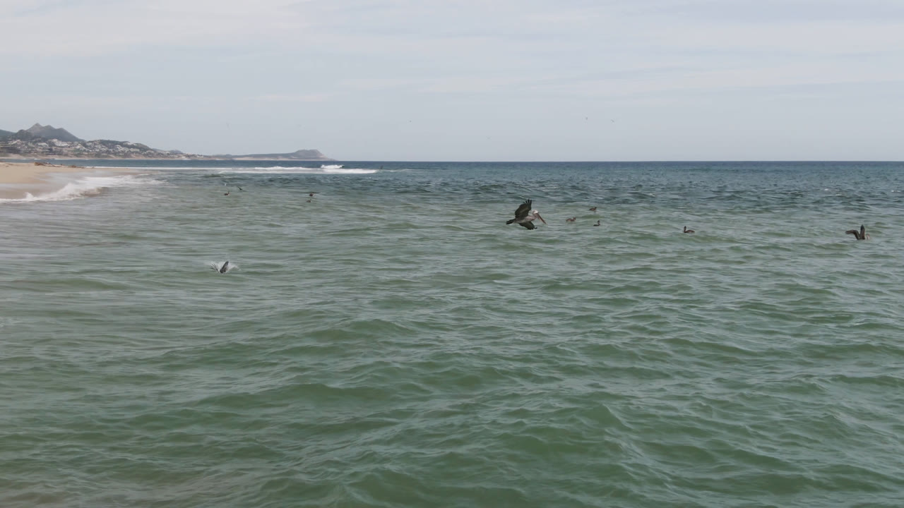 Birds gliding over ocean with shoreline in the distance